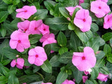 40+ Vinca Pink Periwinkle Flower Seeds / Annual Flowering Plants