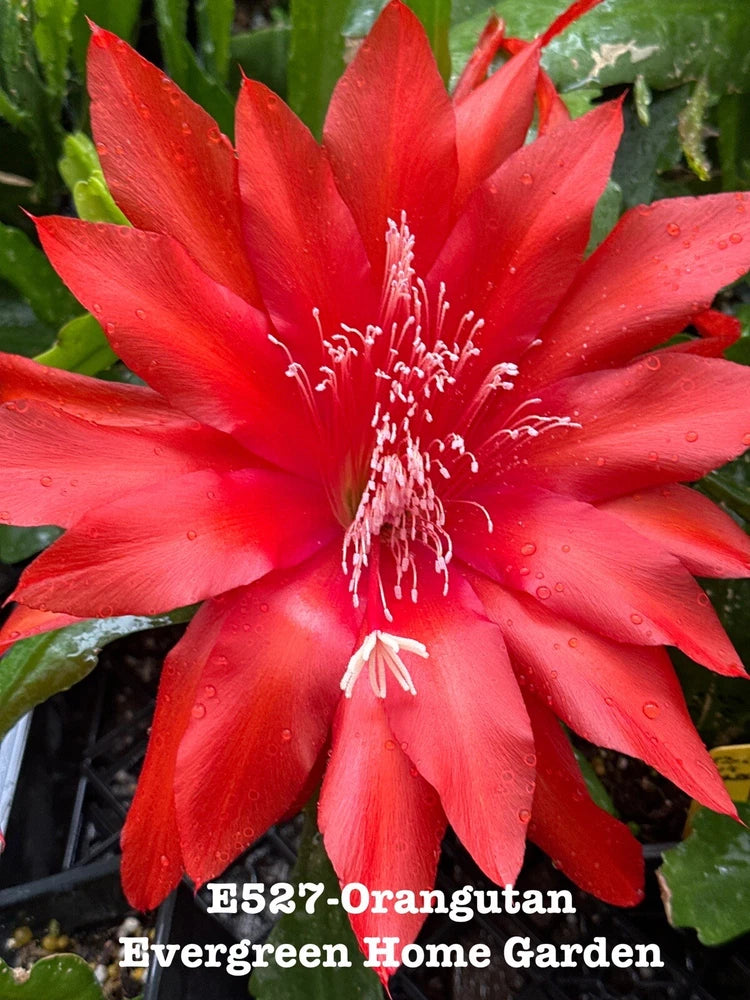 Red orchid cactus flower on Epiphyllum in 4 in starter pot