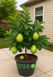 Indonesian Seedless Guava Tree Ð Live Fruit Tree Ð Premium Variety - NO CA Green Plant
