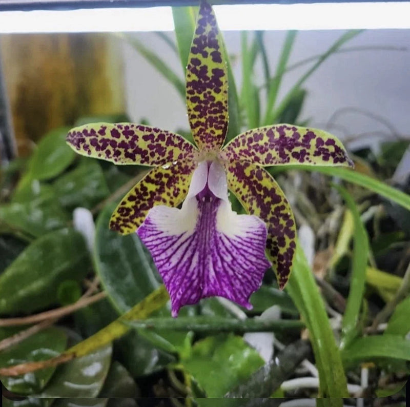 Purple spotted orchid flower with speckled petals and striped center