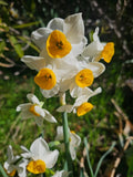 10 NARCISSUS DAFFODIL PAPERWHITE FLOWER BULB PLANTING DEER RESISTANT PLANT BULBS Flowering Plants