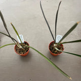 Orchid live Brassavola nodosa x Encyclia randii - 3" pot size Orchids