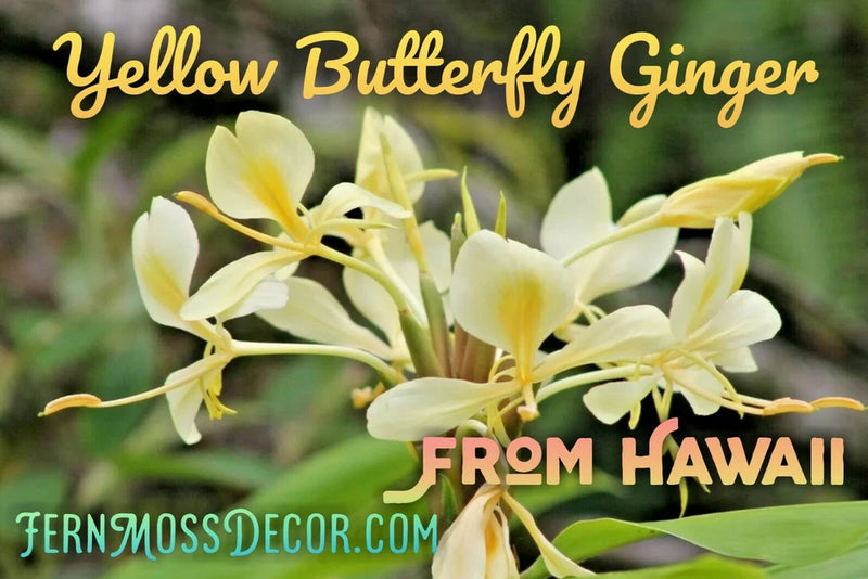 Yellow butterfly ginger plant with clusters of pale yellow blossoms