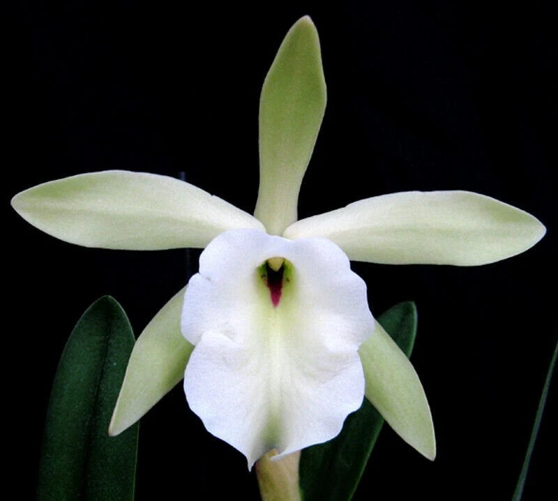 Fragrant orchid plant with white five-petal bloom and green sepals