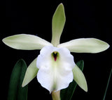Fragrant orchid plant with white five-petal bloom and green sepals