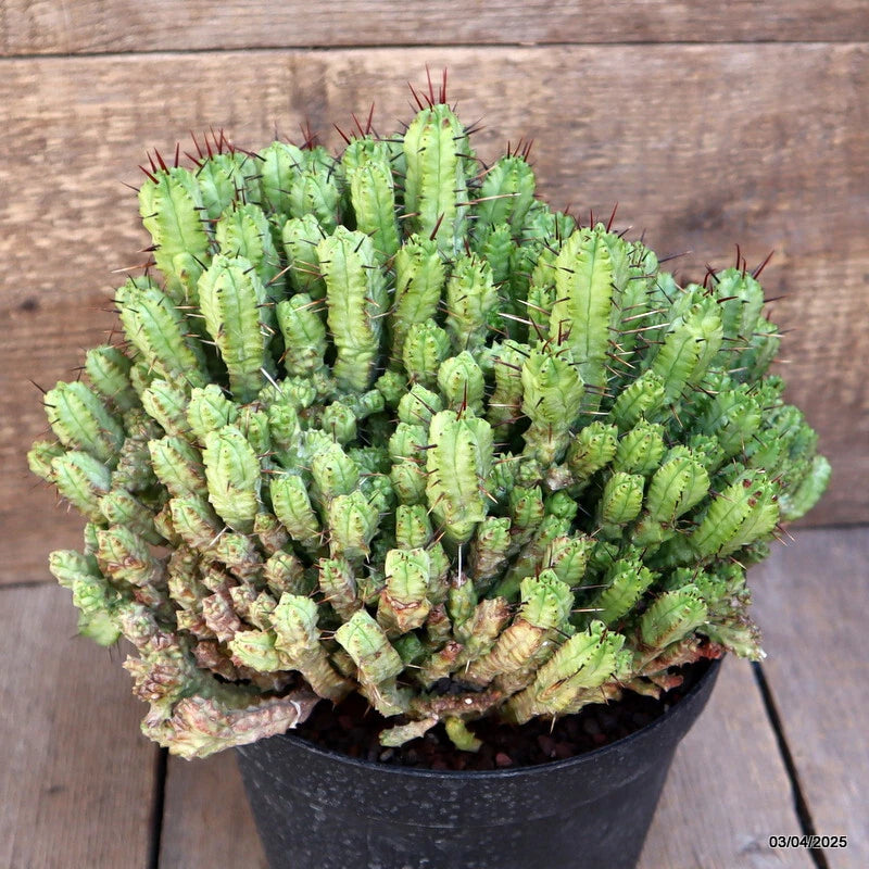 Potted green spiny cactus plant in black grow pot, dense upright ridged stems