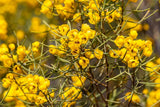 50 Yellow FEATHERY CASSIA Green Senna Artemisioides Flower Seeds *Flat S/H Flowering Plants