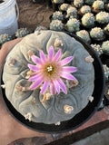 $55.00 Garden Plants