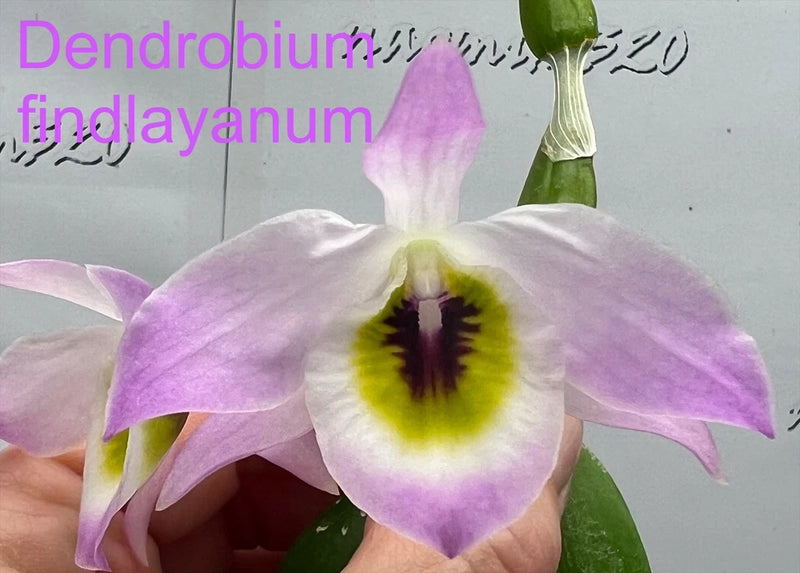 Purple orchid flower with green center, mounted blooming plant and green leaves