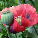 5,000 World's Largest Giganteum Giant Rattler Poppy Seeds Ready For Planting Flowering Plants