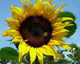 Flower Seeds:  Black Russian Sunflower Seeds 100 Seeds Fresh Seed Sunflower