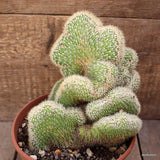 D4385 VATRICANIA GUENTHERI CRESTED pot17-H21-W19 cm MaMa Cactus Green Plant