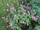 50 pink Gomphrena Globosa Globe Amaranth seeds * organically grown * FREE S/H Flowering Plants