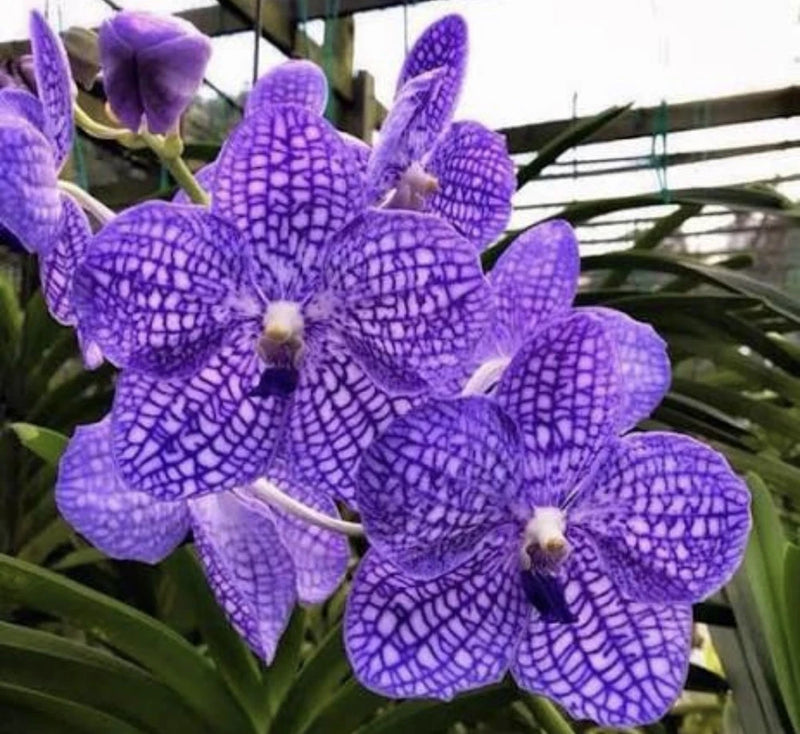 Orchid plant - Vanda Chulee Blue Orchids