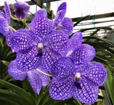 Orchid plant - Vanda Chulee Blue Orchids
