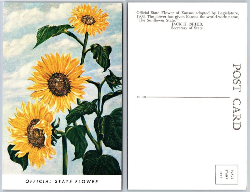 Kansas Sunflower State Flower Postcard Sunflower