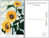 Kansas Sunflower State Flower Postcard Sunflower