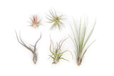 The Yucatan Collection-Wholesale Tillandsia Air Plants- Easy Care Indoor/Outdoor Green Plant