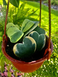 Heart Hoya Plant With Pot Included. Indoor & Outdoor Plant, Easy Care, Durable Orchids