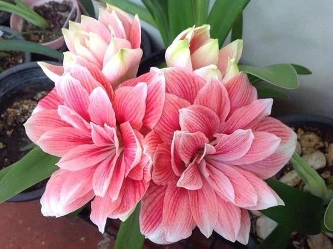 Rare Amaryllis Lily Flower Bulbs Double Imported for Home Pack of 2 (SOFT PINK) Lily