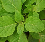 CLOVE SCENTED BASIL SEEDS 600+ ANNUAL herb GARDEN culinary SPICES FREE SHIPPING Garden Plants