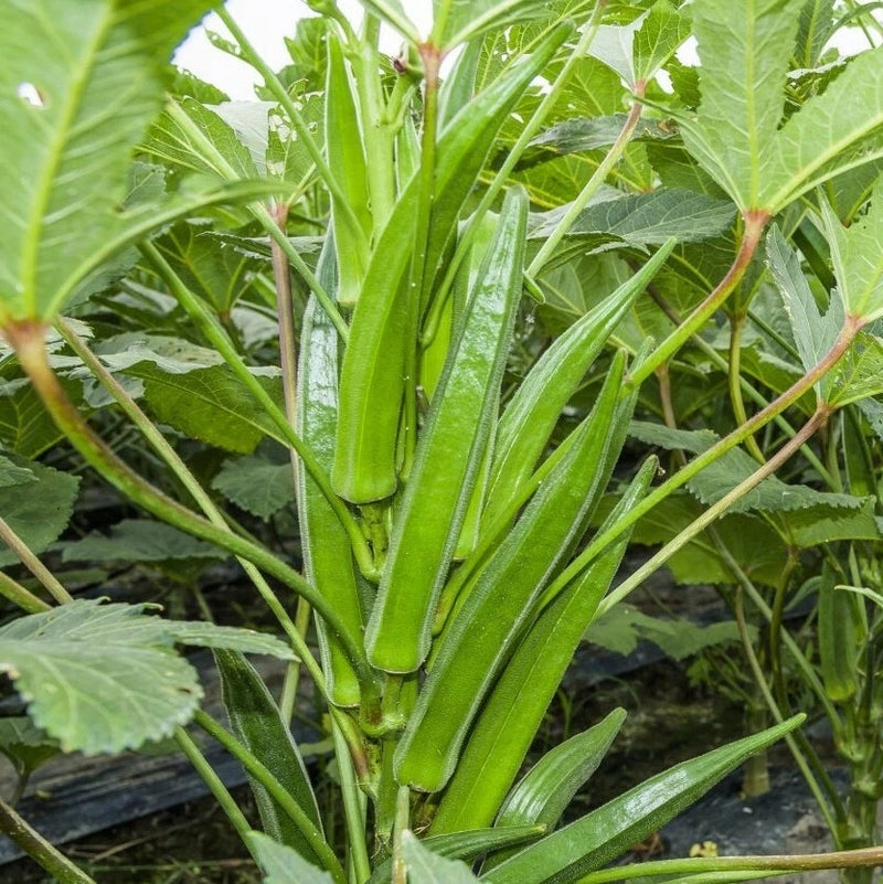 Clemson Spineless Okra Seeds | US Southern Ochro Okro Garden Vegetable Seed 2025 Flowering Plants