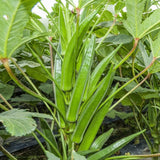 Clemson Spineless Okra Seeds | US Southern Ochro Okro Garden Vegetable Seed 2025 Flowering Plants