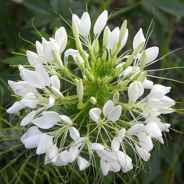 White Queen Cleome Seeds | Non-GMO | Free Shipping | Seed Store | 1260 Flowering Plants