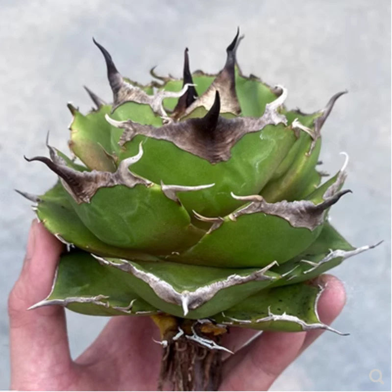 Rarecactus Succulent Plant Agave Black Panther Home Garden Plant 7-8CM Garden Plants