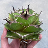 Rarecactus Succulent Plant Agave Black Panther Home Garden Plant 7-8CM Garden Plants