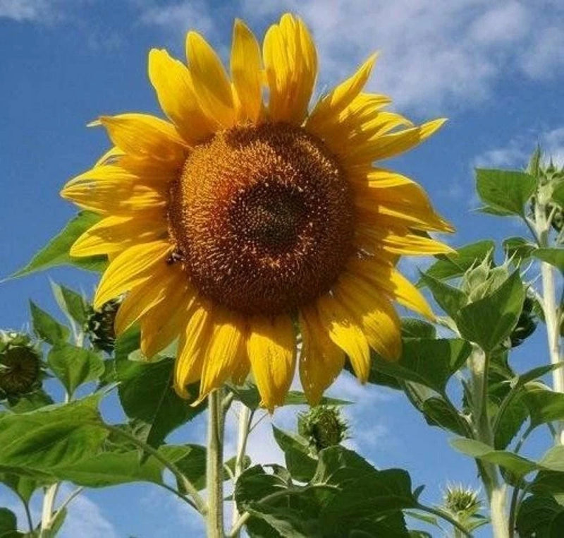 Sunflower Flower Seeds,  Mammoth Grey Stripe  "COOL BEANS N SPROUTS" Brand Sunflower