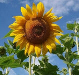 Sunflower Flower Seeds,  Mammoth Grey Stripe  "COOL BEANS N SPROUTS" Brand Sunflower