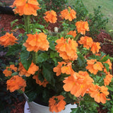 Crossandra infundibuliformis, Orange Firecracker Flower - 5 to 50 Flowering Plants