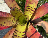 Live bromeliad - Neoregelia red tiger Orchids