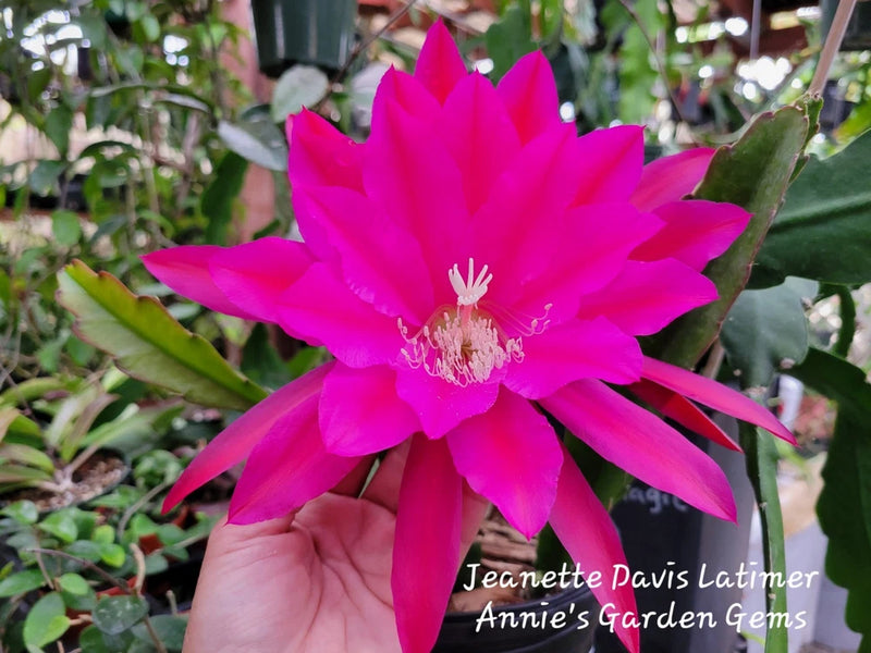 Jeanette Davis Latimer Epiphyllum Unrooted Cuttings - 8 to 10 inches long Orchids