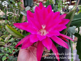 Jeanette Davis Latimer Epiphyllum Unrooted Cuttings - 8 to 10 inches long Orchids