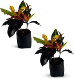 Croton Monalisa (Pack of 2) by LEAL PLANTS ECUADOR | Tropical Indoor  Plant Green Plant