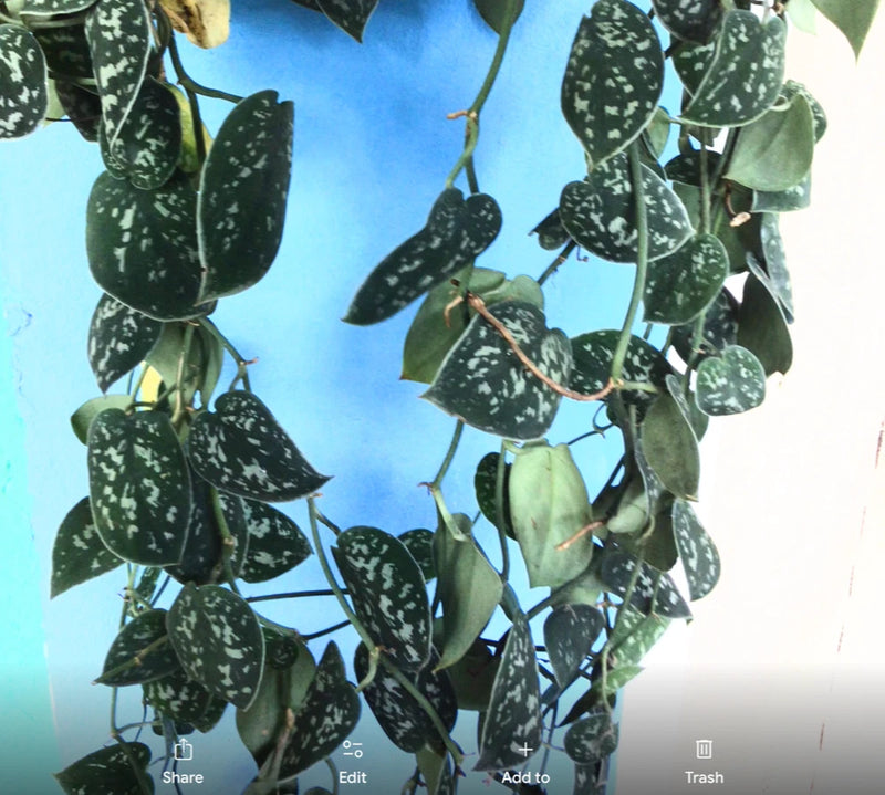 Rooted Scindapsus pictus cutting with dark green silver-speckled leaves
