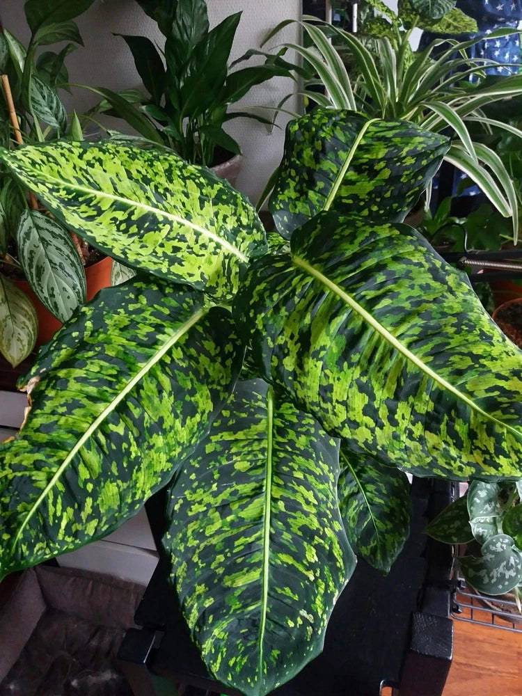 Dieffenbachia plant with long green leaves and bright yellow speckled pattern in pot
