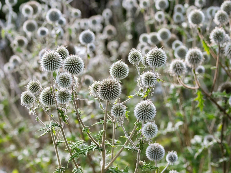 20 Silver GIANT GLOBE THISTLE Echinops Sphaerocephalus Silver White Flower Seeds Flowering Plants