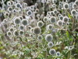 20 Silver GIANT GLOBE THISTLE Echinops Sphaerocephalus Silver White Flower Seeds Flowering Plants
