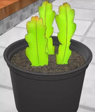 4 Epiphyllum Orchid Cactus Succulent Cutting Clipping 4Ó No Root Unique Flower,5989ann  100% positive (2.4K) Orchids