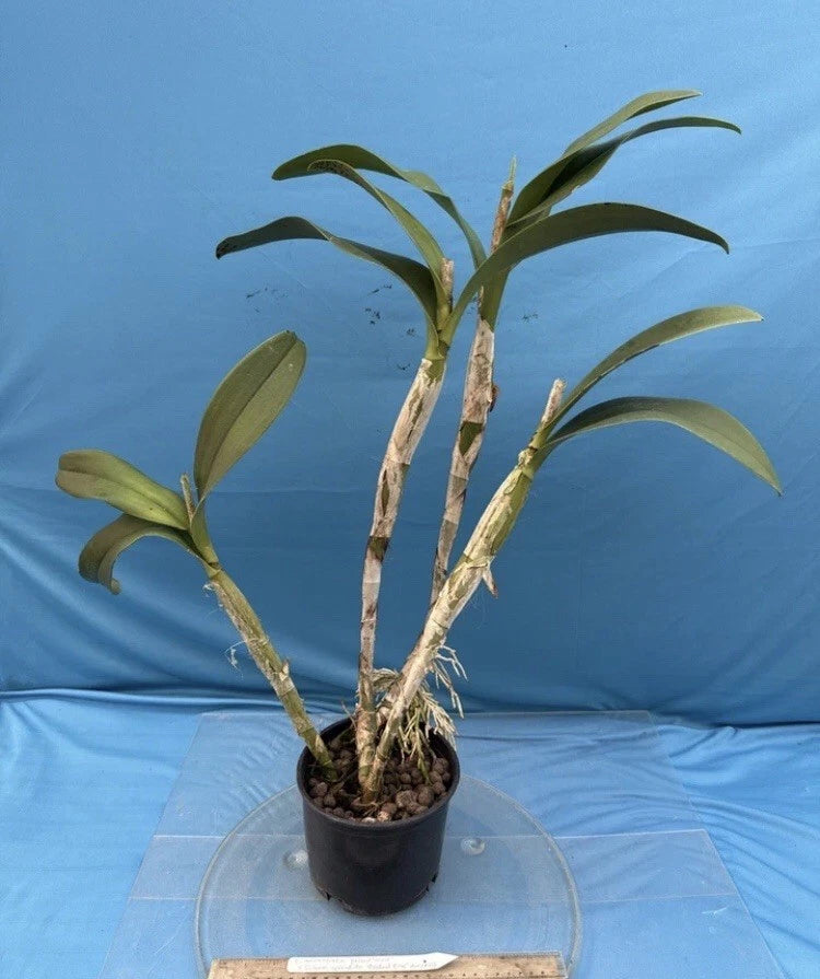 Potted orchid plant with multiple canes in a black grow pot