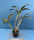 Cattleman Guarianthe Splendida Red Orange Orchid Eros 10 Pot Plant Orchids