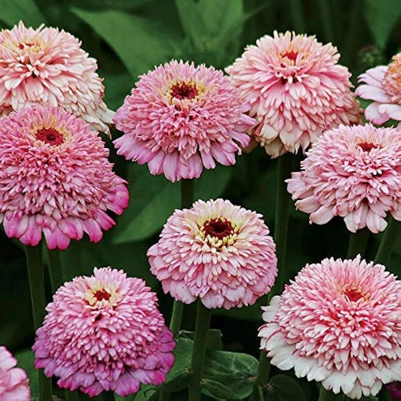 100+ Zinderella Purple Zinnia Seeds for Garden Planting - USA - FREE SHIPPING! Garden Plants