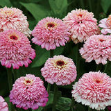 100+ Zinderella Purple Zinnia Seeds for Garden Planting - USA - FREE SHIPPING! Garden Plants