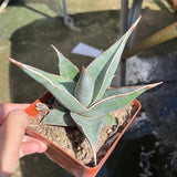 $21.99 Garden Plants