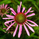 Echinacea angustifolia Seeds (Echinacea angustifolia) ~Native Herb Garden Garden Plants