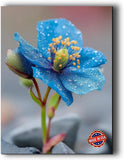 Hanging Canvas Wall Art Poster Wooden Framed Floral Artwork for Home Decor Hydrangea