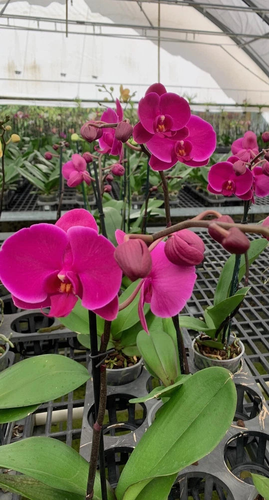 Purple Phalaenopsis orchid with magenta blooms and green leaves in a pot